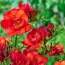 Набор фрезий Double Red фото