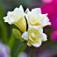 Фрезия Double White фото
