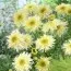 Нивяник Goldrausch фото