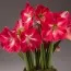 Амариллис Candy Cream (Queen) фото