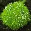 Мшанка Lime Moss фото