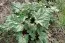 Ревень Rhabarbarum фото