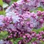 Сирень Maurice de Vilmorin фото
