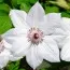 Клематис Snow Queen фото