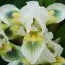 Ирис Greenspot фото
