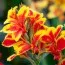Канна Queen Charlotte (Многоцветный цветок) фото
