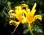Ликорис Aurea фото