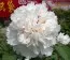 Пион Name of The Breeder Jing Yu древовидный  фото
