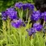Ирис Siberica Ruffled Velvet фото