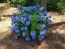 Гортензия Nikko Blue фото