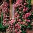 Роза Zephrine Drouhin фото