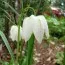 Фритиллярия Meleagris Alba фото