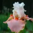 Ирис Sugar Magnolia фото