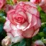 Бегония Bouton de Rose (Гигантский цветок) фото