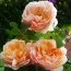 Роза плетистая Ginger Syllabub фото