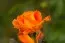 Роза Flora Danica фото