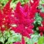 Астильба Etna фото