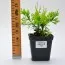 Туя Malonyana Aurea фото