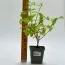 Чубушник Bouquet Blanc фото