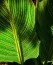 Канна Striped Beauty фото