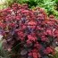 Седум Purple Emperor фото