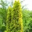 Туя Malonyana Aurea фото