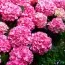 Гортензия Bouquet Rose фото