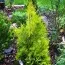 Туя Malonyana Aurea фото