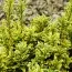 Бересклет Microphyllus Aureovariegatus фото
