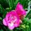 Фрезия Single Pink фото
