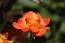 Роза Flora Danica фото
