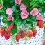 Клубника Red Summer Breeze (Ремонтантный) фото
