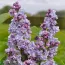 Сирень Maurice de Vilmorin фото