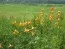 Лилия Canadense фото