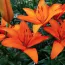 Лилия Orange Ton фото