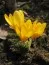 Крокус Yellow Giant 100 фото