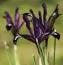 Ирис reticulata Purple Gem фото