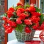 Бегония Pendula Cascade Scarlet фото