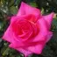 Роза Parfum Royal (плетистая) фото