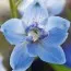 Дельфиниум Sky Blue White Bee фото