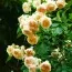 Роза плетистая Ginger Syllabub фото