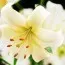 Лилия Pearl White фото