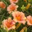 Лилейник EveryDaylily Pink Wing фото