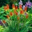 Книфофия Uvaria Grandiflora фото