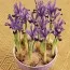 Ирис reticulata Gordon фото