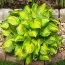 Хоста Lakeside Banana Bay фото
