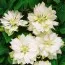Клематис Yukiokoshi фото
