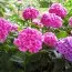 Гортензия Bouquet Rose фото