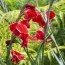 Гладиолус Baccara фото