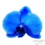 Фаленопсис Blue фото